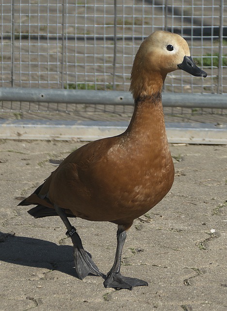 雙雄